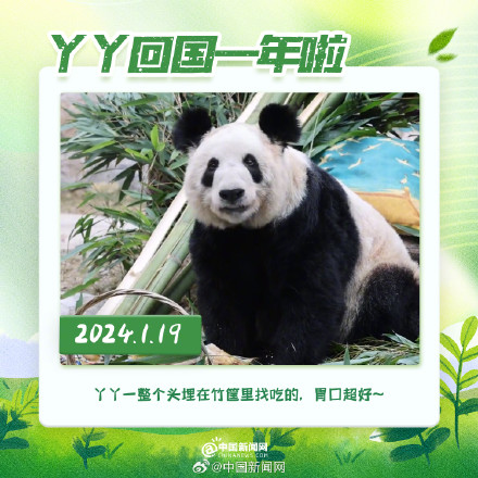 丫丫回国一年胖若两熊 丫丫回国一年胖若两熊