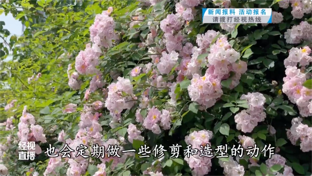 “这是在考验我的素质吗！”武汉满大街都是，网友：忍不住啊……