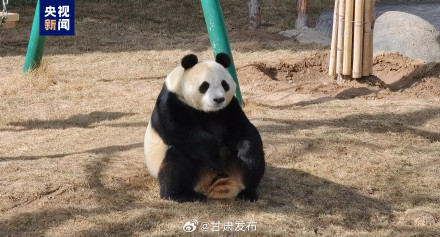 正式亮相！四只大熊猫齐聚兰州野生动物园