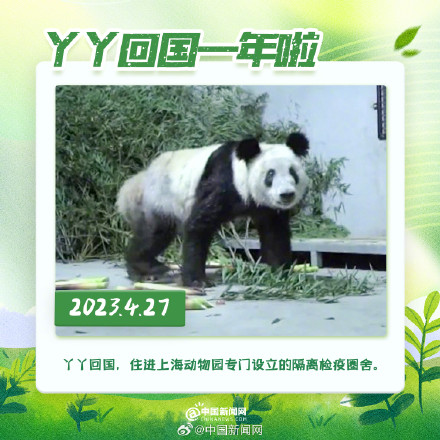 丫丫回国一年胖若两熊 丫丫回国一年胖若两熊