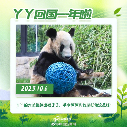 丫丫回国一年胖若两熊 丫丫回国一年胖若两熊