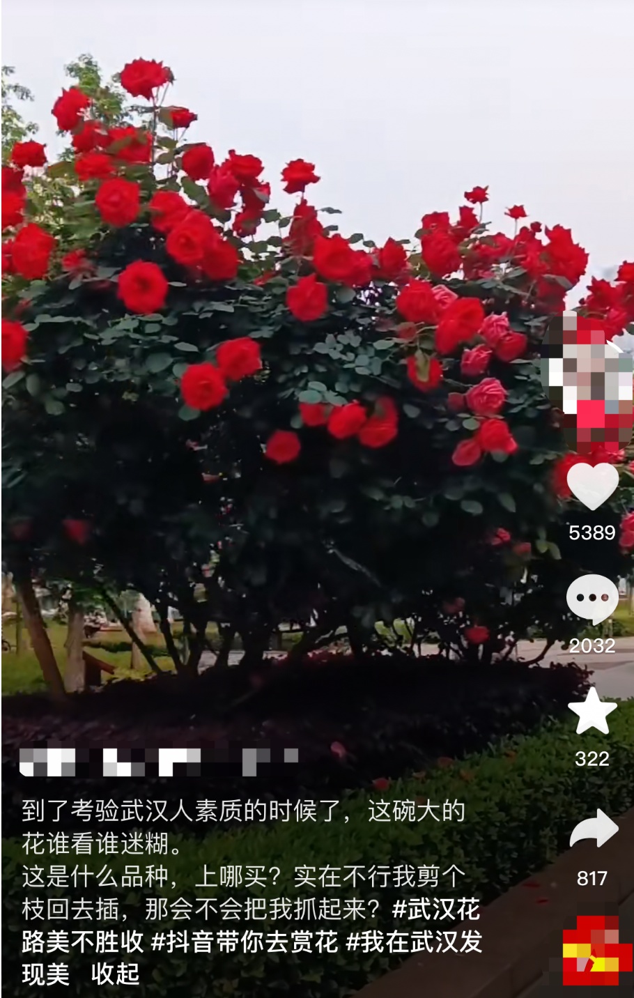 “这是在考验我的素质吗！”武汉满大街都是，网友：忍不住啊……