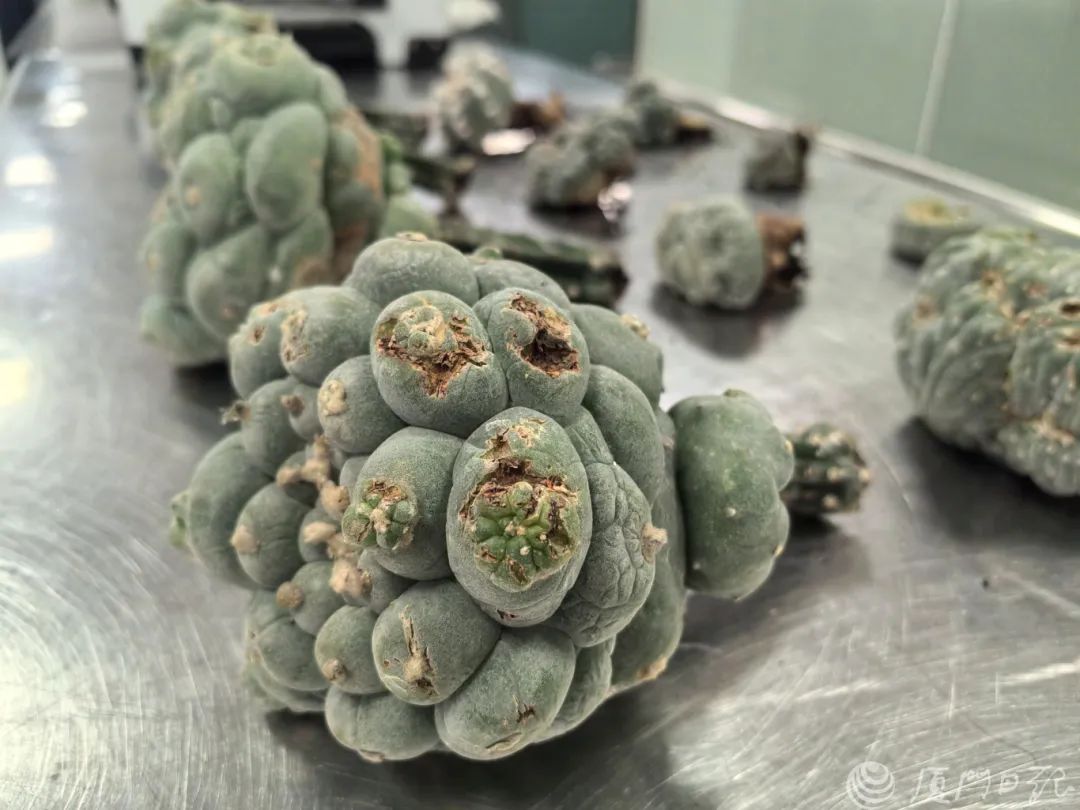 强致幻多肉，甚至威胁生命！照片曝光……