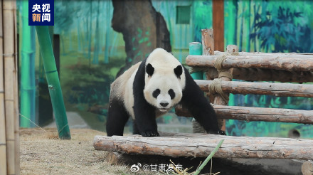 正式亮相！四只大熊猫齐聚兰州野生动物园