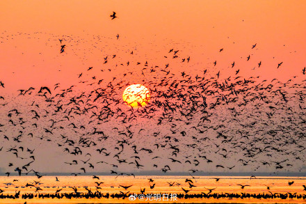 丹东鸭绿江口万鸟翔集