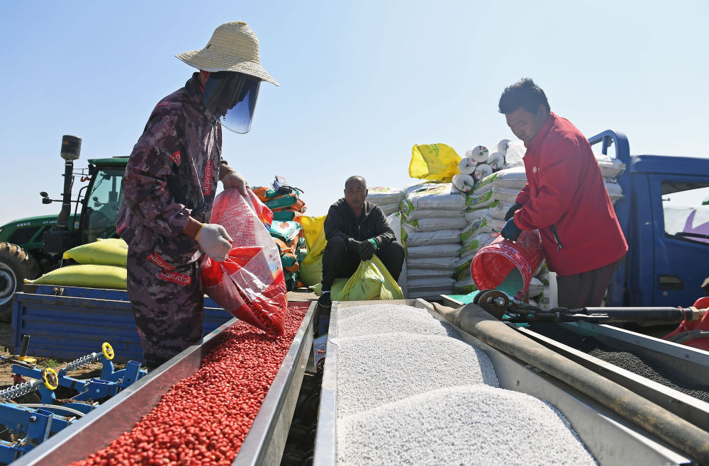 河北大城:播种花生忙 河北大城:播种花生忙