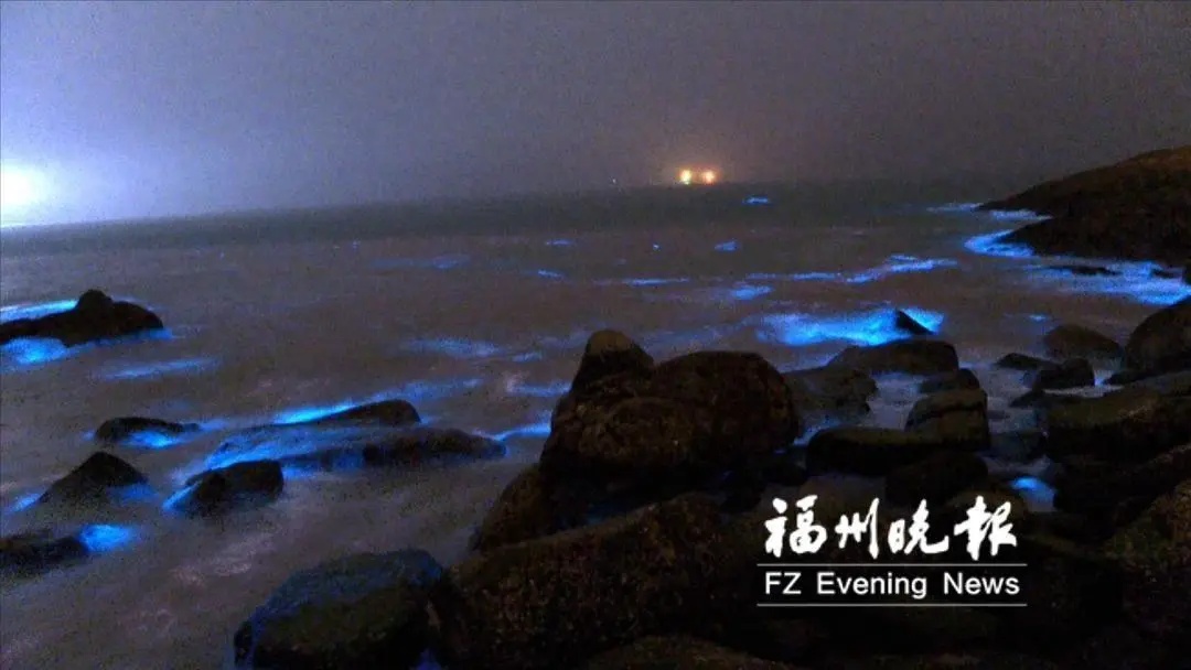 浙江一地已出现！“蓝眼泪”又来了→