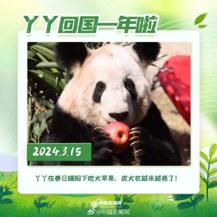 丫丫回国一年胖若两熊 丫丫回国一年胖若两熊