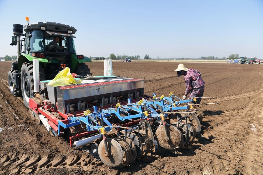 河北大城:播种花生忙 河北大城:播种花生忙