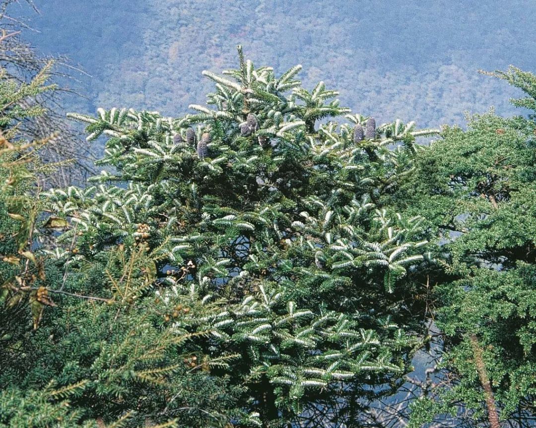 繁衍着7000余种动植物的“生态孤岛”，就在贵州！