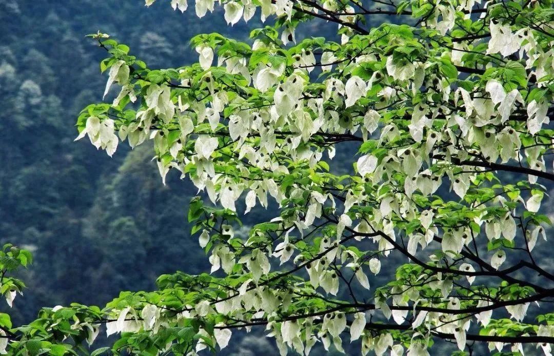 繁衍着7000余种动植物的“生态孤岛”，就在贵州！