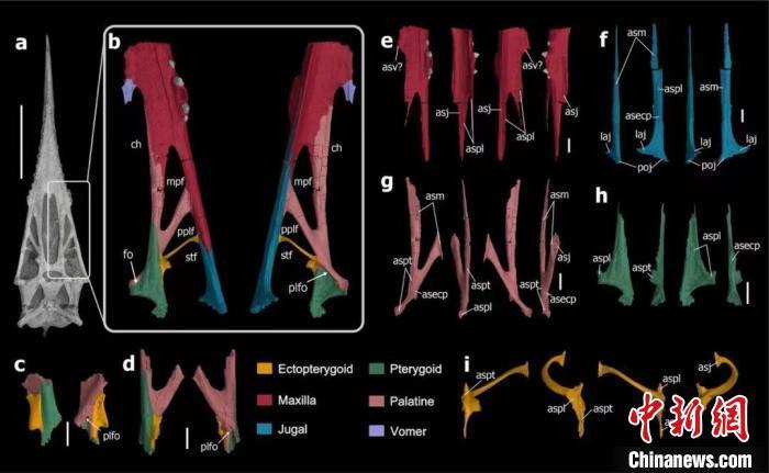 翼龙头骨如何演化?古生物学家通过三维重建最新研究揭秘 翼龙头骨如何演化?古生物学家通过三维重建最新研究揭秘
