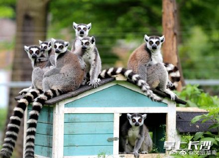 长沙生态动物园：狐猴家族又添丁