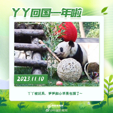 丫丫回国一年胖若两熊 丫丫回国一年胖若两熊