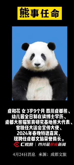 大熊猫“花花”当局长了！成都发布最新“熊事任命”