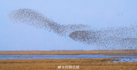 丹东鸭绿江口万鸟翔集