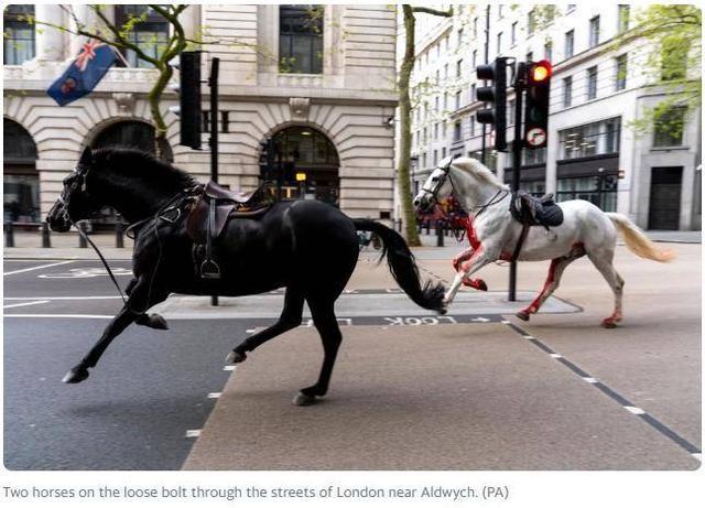 英国皇家骑兵马匹失控，浑身是血在街头狂奔致多人受伤