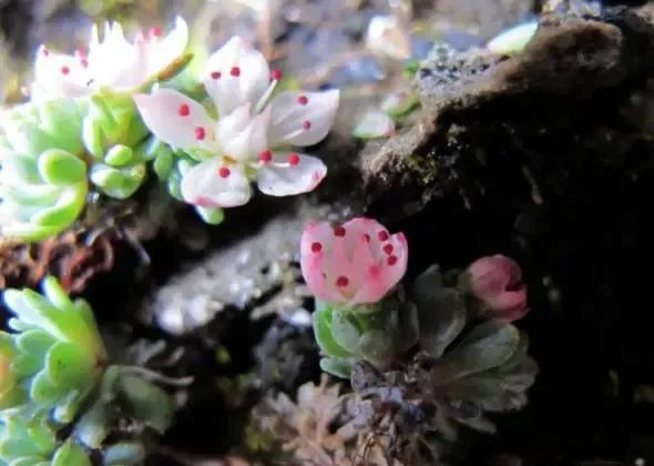 繁衍着7000余种动植物的“生态孤岛”，就在贵州！