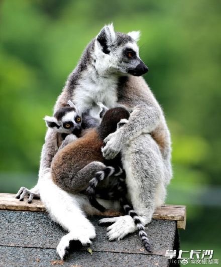 长沙生态动物园：狐猴家族又添丁