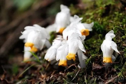 繁衍着7000余种动植物的“生态孤岛”，就在贵州！
