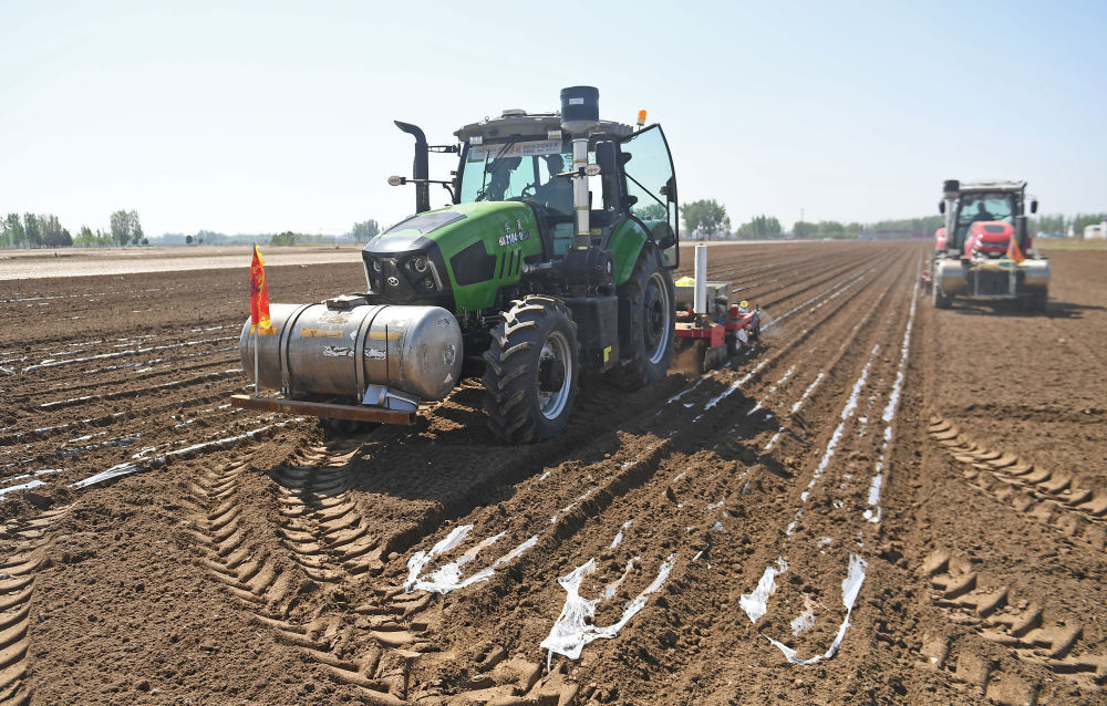 河北大城:播种花生忙 河北大城:播种花生忙