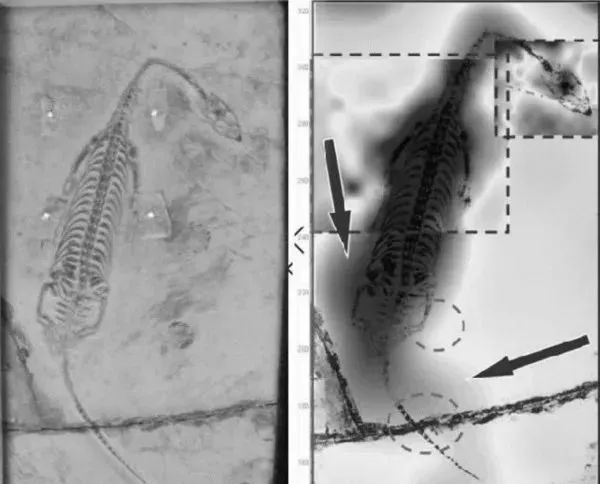 让灭绝生物“重生”，这些科研利器立功了！