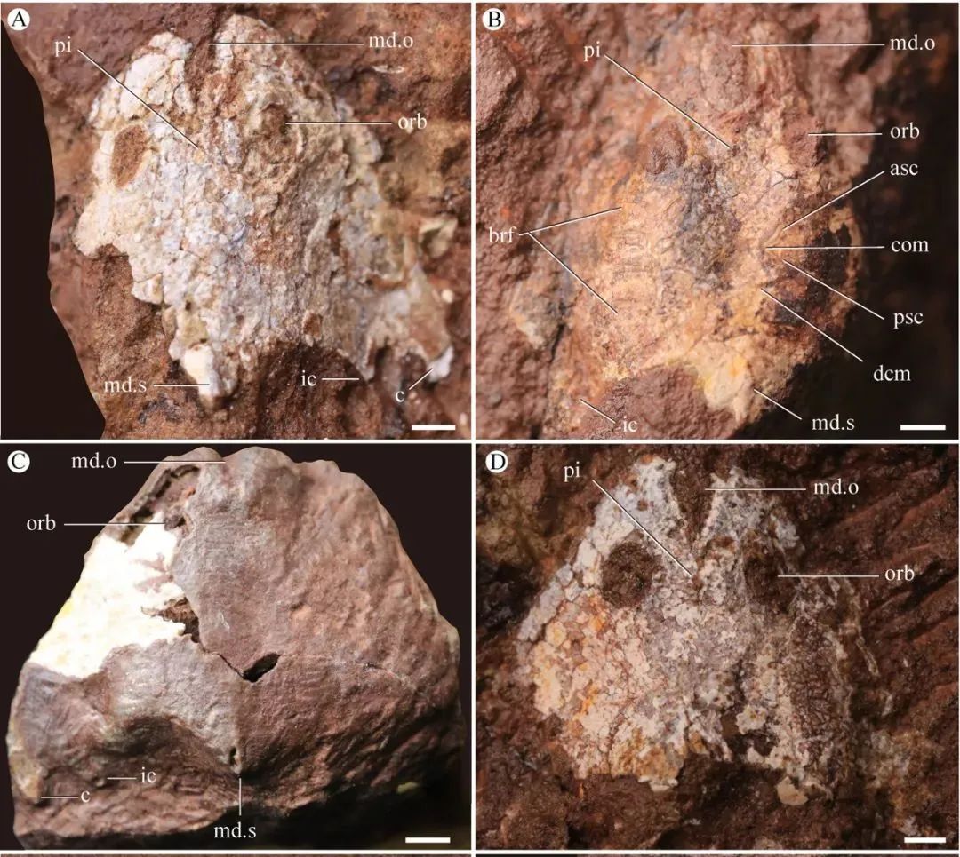 让灭绝生物“重生”，这些科研利器立功了！