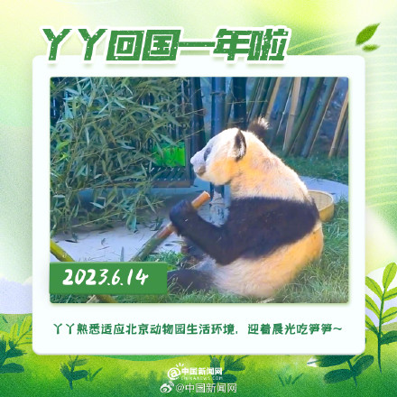 丫丫回国一年胖若两熊 丫丫回国一年胖若两熊