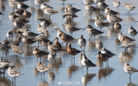 丹东鸭绿江口万鸟翔集