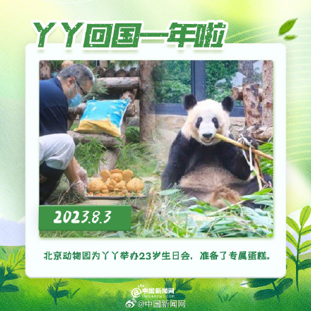 丫丫回国一年胖若两熊 丫丫回国一年胖若两熊