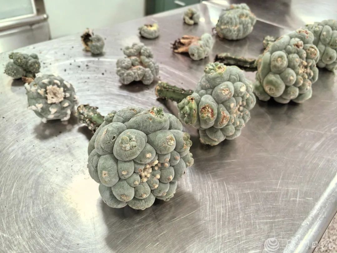 强致幻多肉，甚至威胁生命！照片曝光……