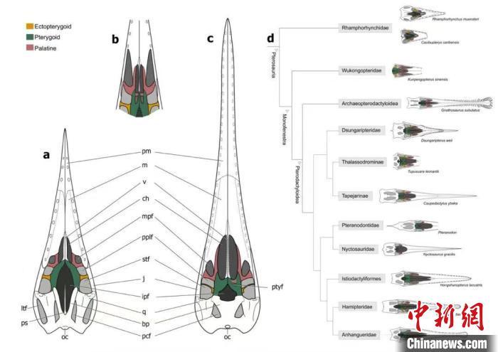 翼龙头骨如何演化?古生物学家通过三维重建最新研究揭秘 翼龙头骨如何演化?古生物学家通过三维重建最新研究揭秘