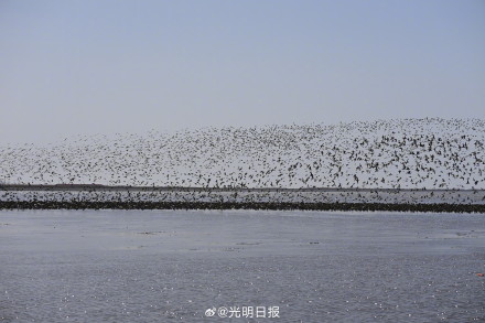 丹东鸭绿江口万鸟翔集