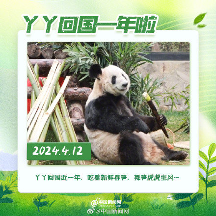 丫丫回国一年胖若两熊 丫丫回国一年胖若两熊