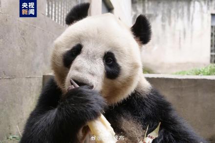 正式亮相！四只大熊猫齐聚兰州野生动物园