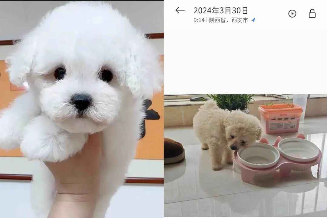 说好“0元领养”却被捆绑消费3600元，免费领养宠物有何玄机？