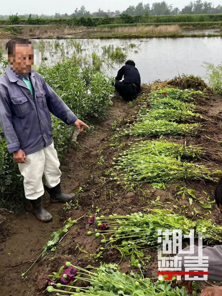 花甲老人种植罂粟1300株!原因让人无言以对…… 花甲老人种植罂粟1300株!原因让人无言以对……