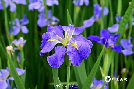 翩翩似蝶 浙江金华鸢尾花摇曳多姿