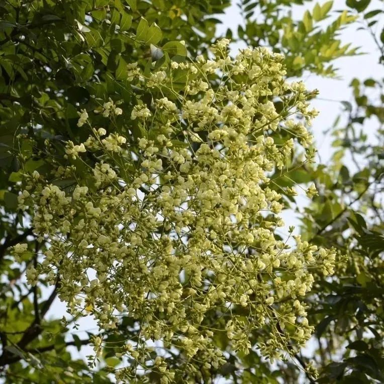南京正大量出现，浑身是宝，但千万当心！