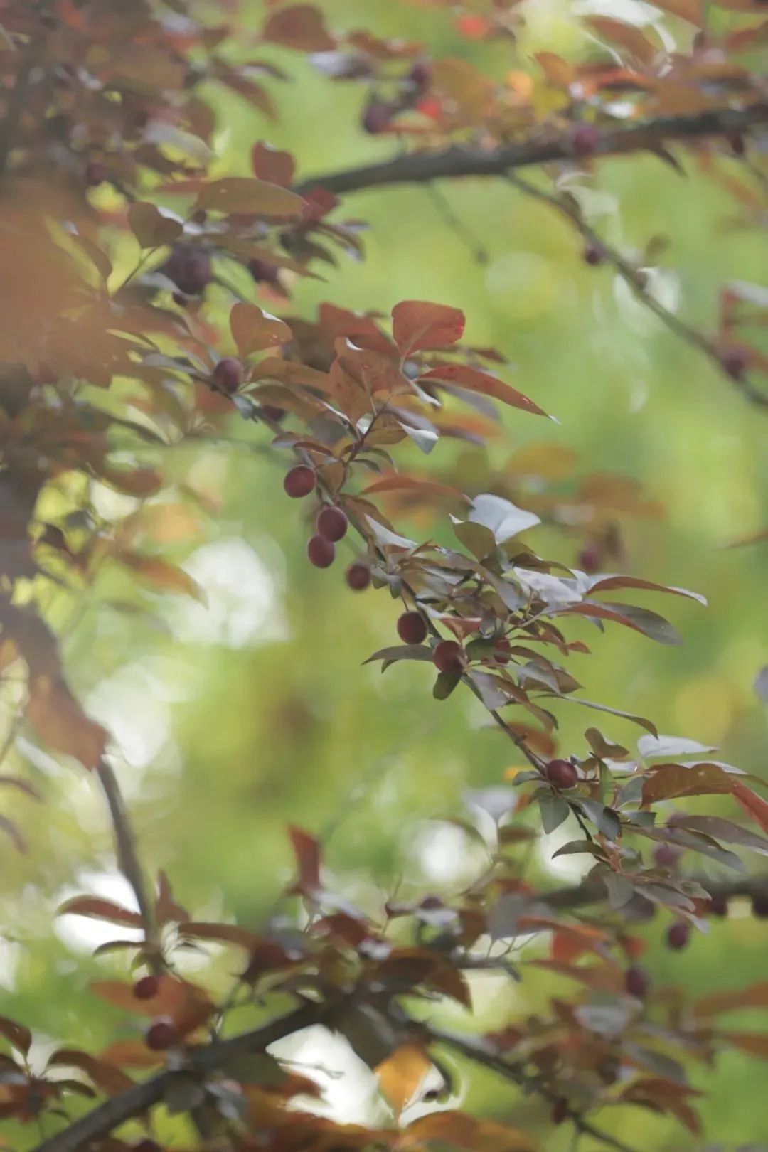 当心!温州街头大量出现!千万别乱摘乱吃 当心!温州街头大量出现!千万别乱摘乱吃