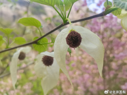 植物界大熊猫悄然绽放 植物界大熊猫悄然绽放