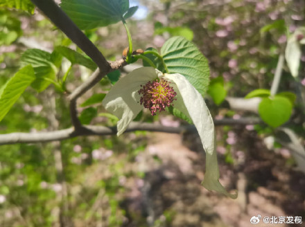 植物界大熊猫悄然绽放 植物界大熊猫悄然绽放