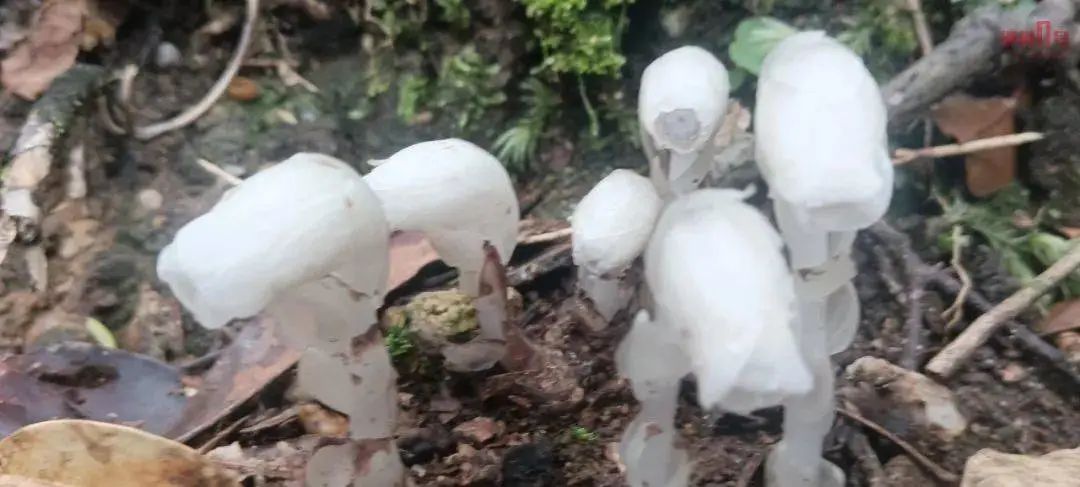 国家近危级珍稀植物，再现广西！