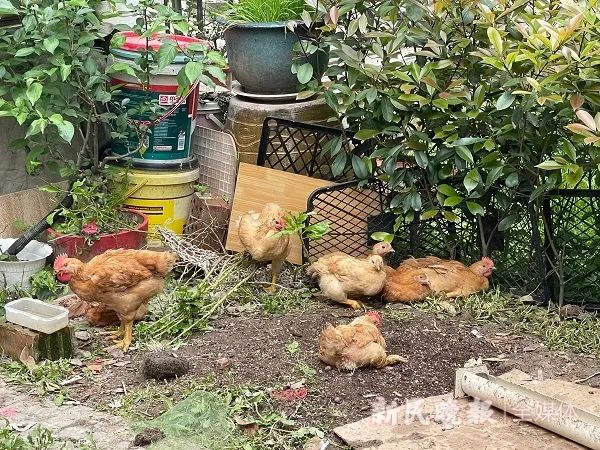 环境脏乱,臭气熏天!上海这户人家“圈地养鸡”7年多 环境脏乱,臭气熏天!上海这户人家“圈地养鸡”7年多