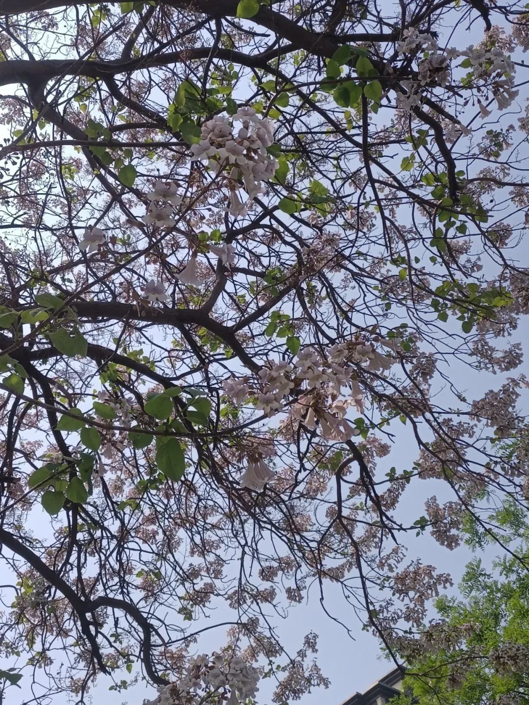中到大雨+冰雹！今起，河北大范围降雨来袭！注意防范……