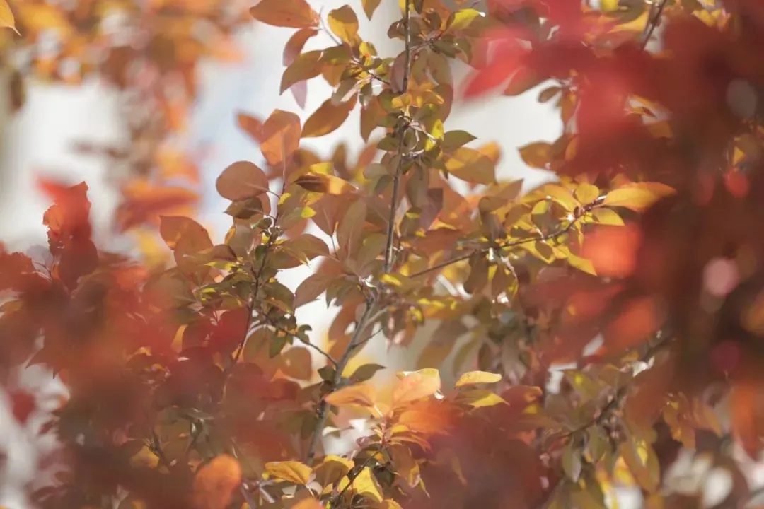 当心!温州街头大量出现!千万别乱摘乱吃 当心!温州街头大量出现!千万别乱摘乱吃