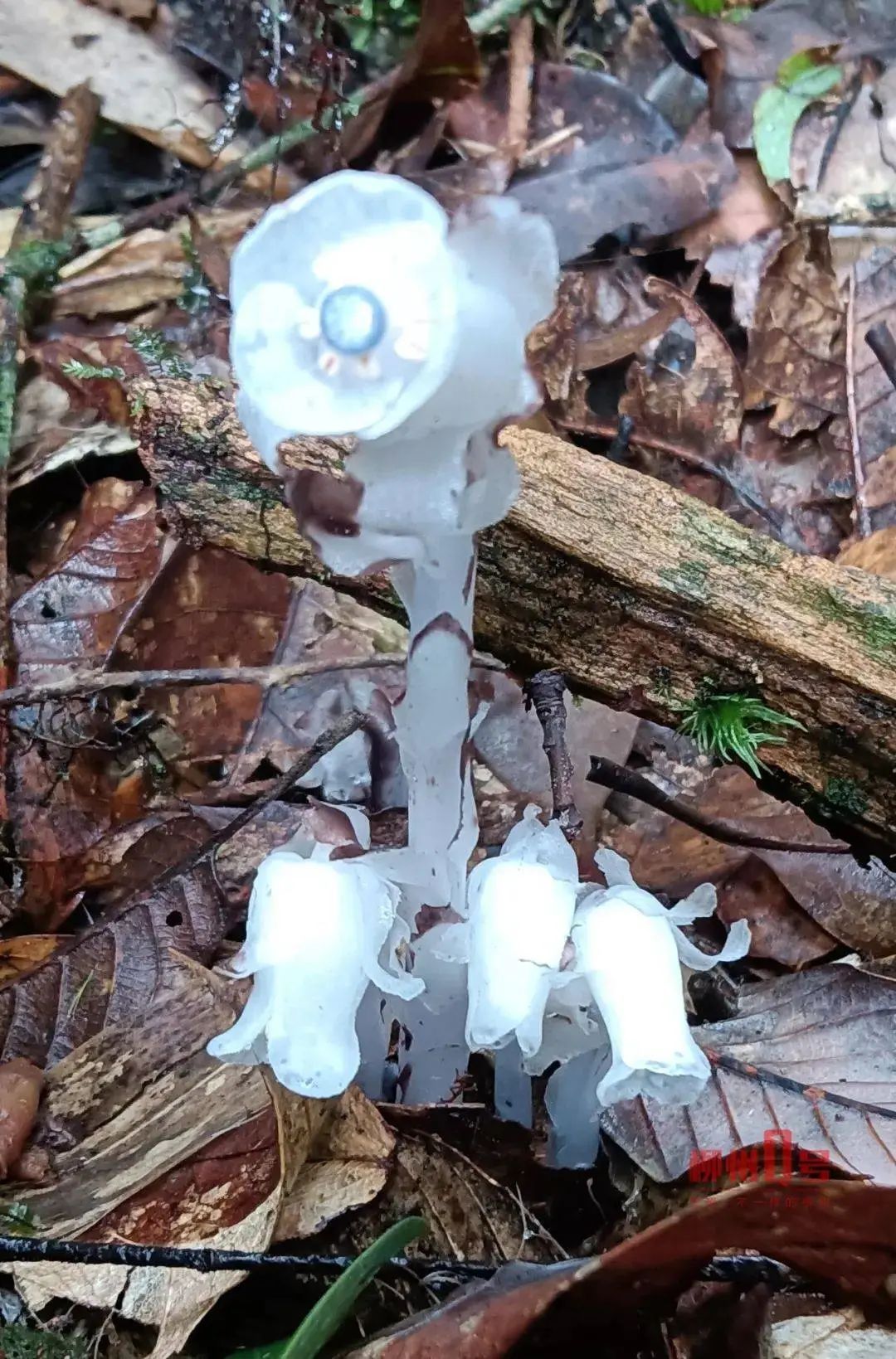 国家近危级珍稀植物，再现广西！