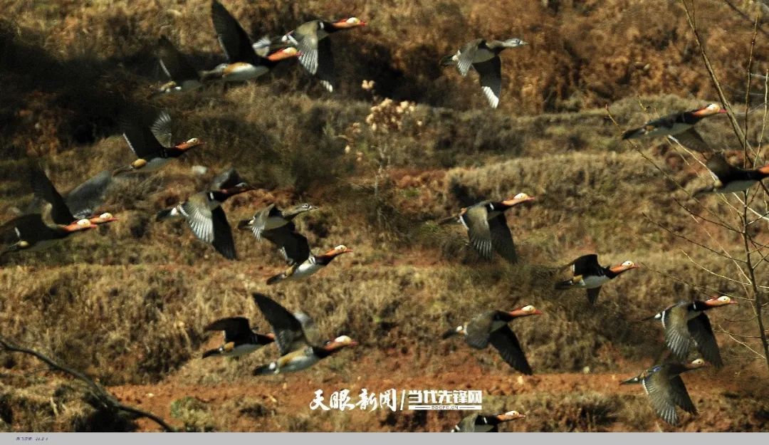67只鸳鸯戏水威宁草海！科研人员在草海首次发现鸳鸯较大越冬种群
