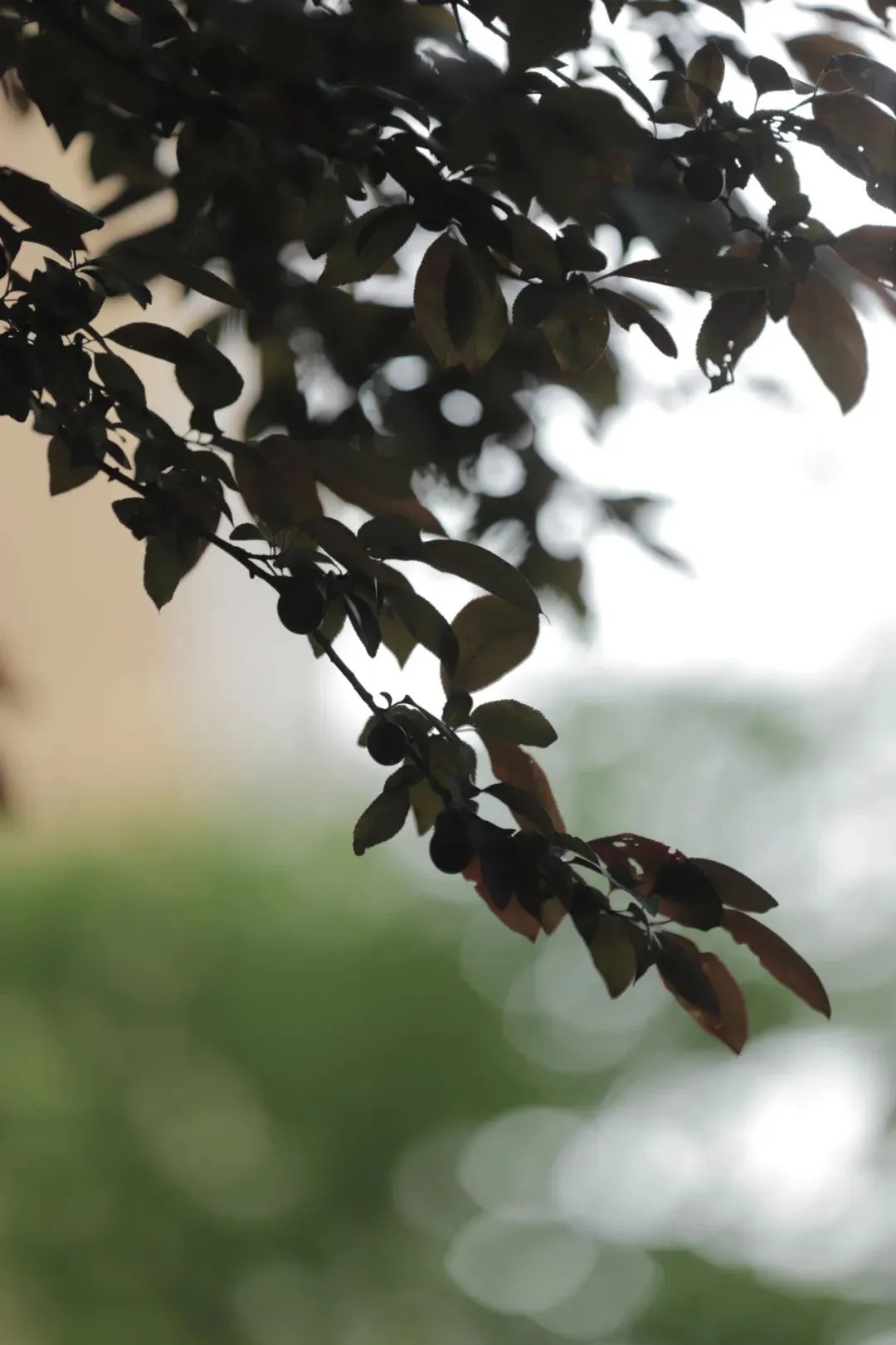 当心!温州街头大量出现!千万别乱摘乱吃 当心!温州街头大量出现!千万别乱摘乱吃