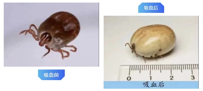 警惕！已有人因此发热不退，严重可致命！